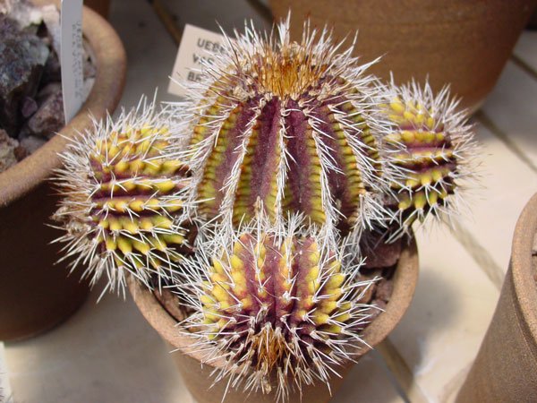 Uebelmannia_gummifera2